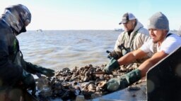 Pemanen tiram Ignacio Jorge, Juan Jorge, dan Joel Gutierrez memisahkan bebatuan dan cangkang kerang untuk mencari tiram di Galveston Bay, Texas, AS, 2 November 2023. (REUTERS/Evan Garcia)
