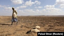 (FILE) A man walks past the carcass of sheep that died from an El Nino-related drought in Northern Somalia.