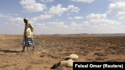 FILE — A man walks past the carcass of sheep that died from the El Nino-related drought in Marodijeex town of southern Hargeysa, in northern Somalia's semi-autonomous Somaliland region, April 7, 2016. 