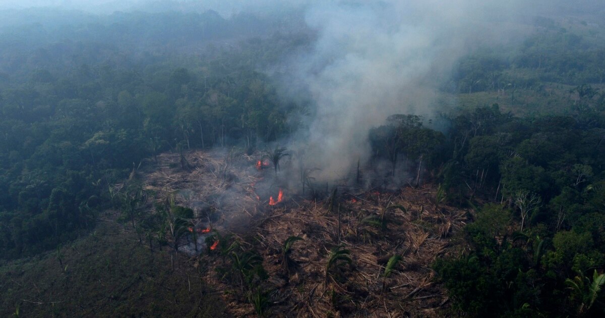 As Rainforests Worldwide Disappear, Summit to Protect Them Opens