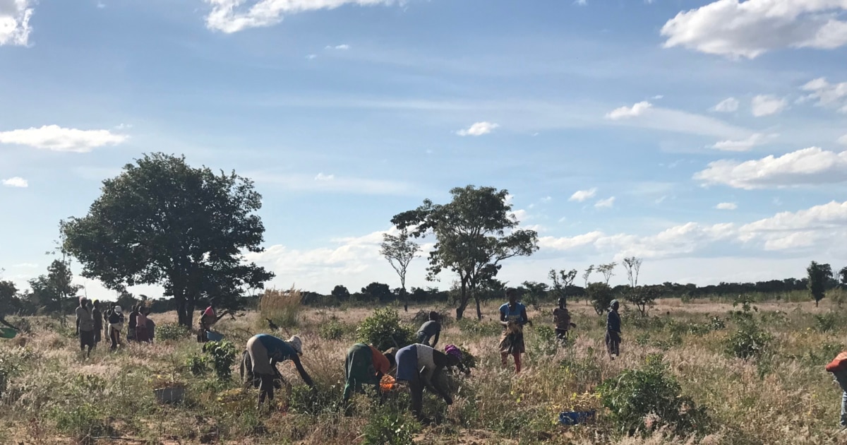Êxodo rural ameaça futuro dessas zonas de Angola