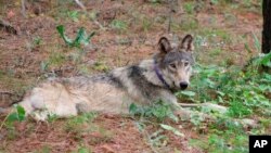 FILE - This February 2021 photo released by California Department of Fish and Wildlife shows a gray wolf (OR-93) near Yosemite, Calif. 