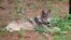 FILE - This February 2021 photo released by California Department of Fish and Wildlife shows a gray wolf (OR-93) near Yosemite, Calif. 