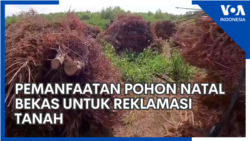 Pemanfaatan Pohon Natal Bekas untuk Reklamasi Tanah