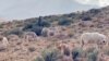 A shepherd in the High Atlas Mountains of Morocco. Tourists worldwide have flocked to this part of Morocco for its rugged beauty but the earthquake on Sept. 8, 2023, that killed thousands and demolished property also destroyed the area's tourist economy. 