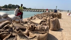 Guiné-Bissau: Produtores de castanha do caju falam em mau ano e alertam para fome em algumas áreas
