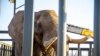 Egyptian team specializes in moving elephants 