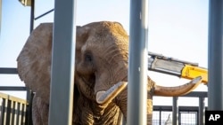 In this photo supplied by Four Paws, Charley, a four-ton African elephant, enters his enclosure to acclimatize, at the Shambala Private Game Reserve, South Africa, Aug. 19, 2024, after being transported from Pretoria's National Zoological Gardens.