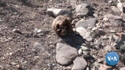 Busca no deserto mexicano de Sonora por vítimas da violência dos cartéis