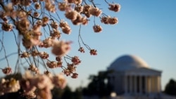 Rascvetano proleće u Vašingtonu