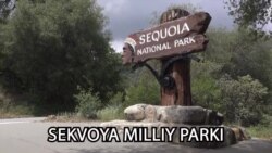 Amerikaga sayohat: Sekvoya milliy parki