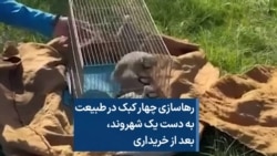 رهاسازی چهار کبک در طبیعت به دست یک شهروند، بعد از خریداری
