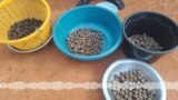 Soumbala bɛ dilan ni Néré jiri kisɛ ye