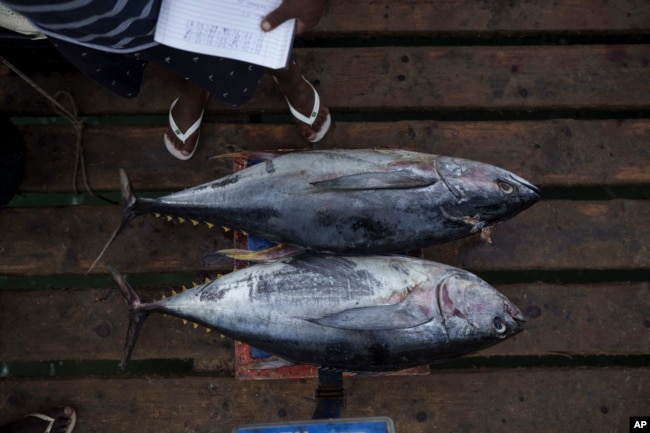 A fisherman weights two tuna before selling it in Santa Maria, island of Sal, Cape Verde, Friday, Aug. 25, 2023. (AP Photo/Felipe Dana)