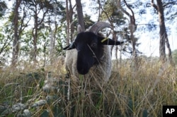 Seekor domba Norfolk Horn tengah merumput di Hampstead Heath, London, 27 Agustus 2019. (Kirsty O'Connor/PA via AP)