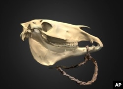 This photo provided by researcher William T. Taylor shows a three-dimensional model of horse skull in Boulder, Colo., in 2023, outfitted with a replica rawhide rope bridle, similar to those used by many Plains horse riders. (William T. Taylor via AP)