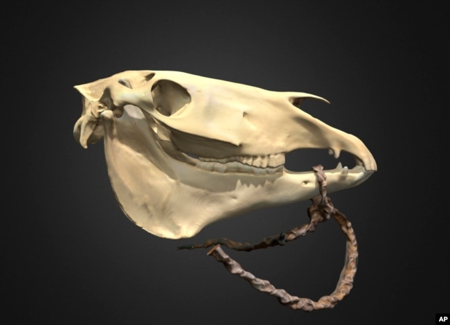 This photo provided by researcher William T. Taylor shows a three-dimensional model of horse skull in Boulder, Colo., in 2023, outfitted with a replica rawhide rope bridle, similar to those used by many Plains horse riders. (William T. Taylor via AP)