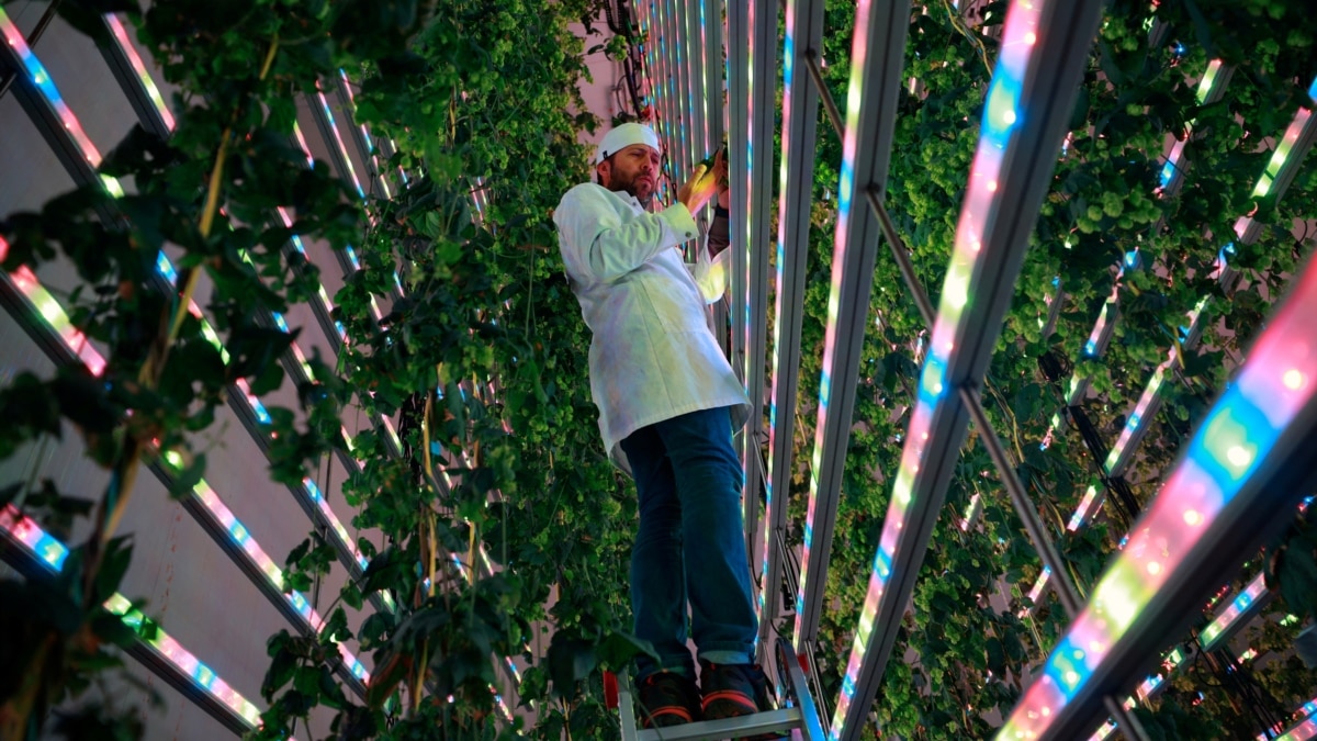 Spanish Company Aims High with Indoor Growing Plan for Beer Ingredient - Vimarsana News
