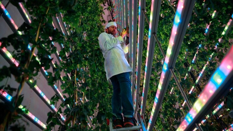 Spanish Company Aims High with Indoor Growing Plan for Beer Ingredient