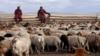 Pastoralists Modernizing to Deal With Climate Change, New Lifestyles