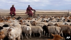 FILE - A neighboring herder talks to Agvaantogtokh, left, sitting on a livestock fence in the Munkh-Khaan region of the Sukhbaatar district in southeast Mongolia, May 16, 2023.