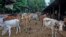 India Cattle Disease