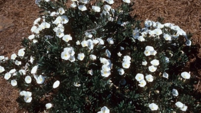 Tough Groundcovers for Dry Climate