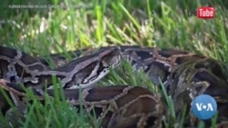 Invasive Animals Wreak Havoc in Florida