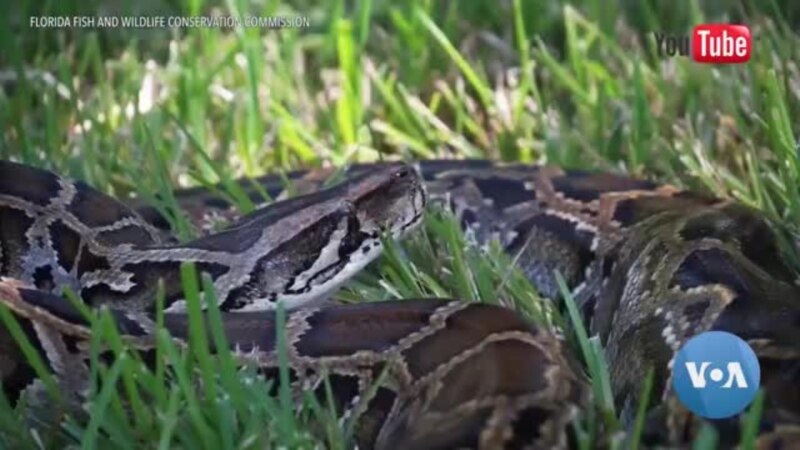 Invasive Animals Wreak Havoc in Florida