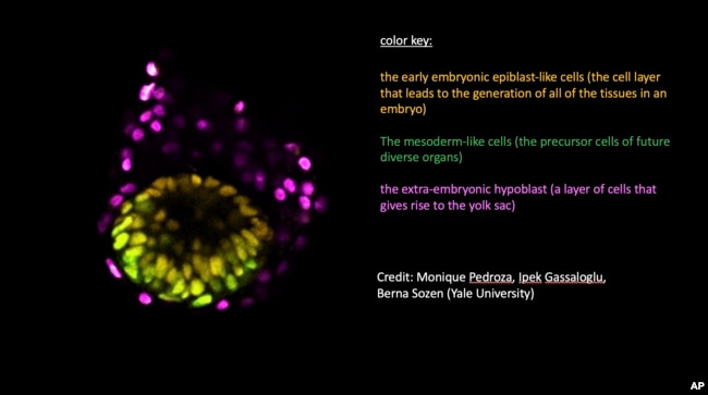 This graphic provided by Yale University shows an image of a human embryo model. (Monique Pedroza, Ipek Gassaloglu, Berna Sozen/Yale University via AP)