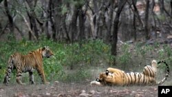 FILE - Tigers are visible at the Ranthambore National Park in Sawai Madhopur, India, April 12, 2015. 