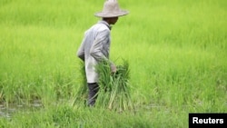 ရန်ကုန်မြို့အနီးလယ်ယာမြေမှာ အလုပ်လုပ်ကိုင်နေတဲ့ လယ်သမားတဦး (ဩဂုတ် ၂၊ ၂၀၁၉)