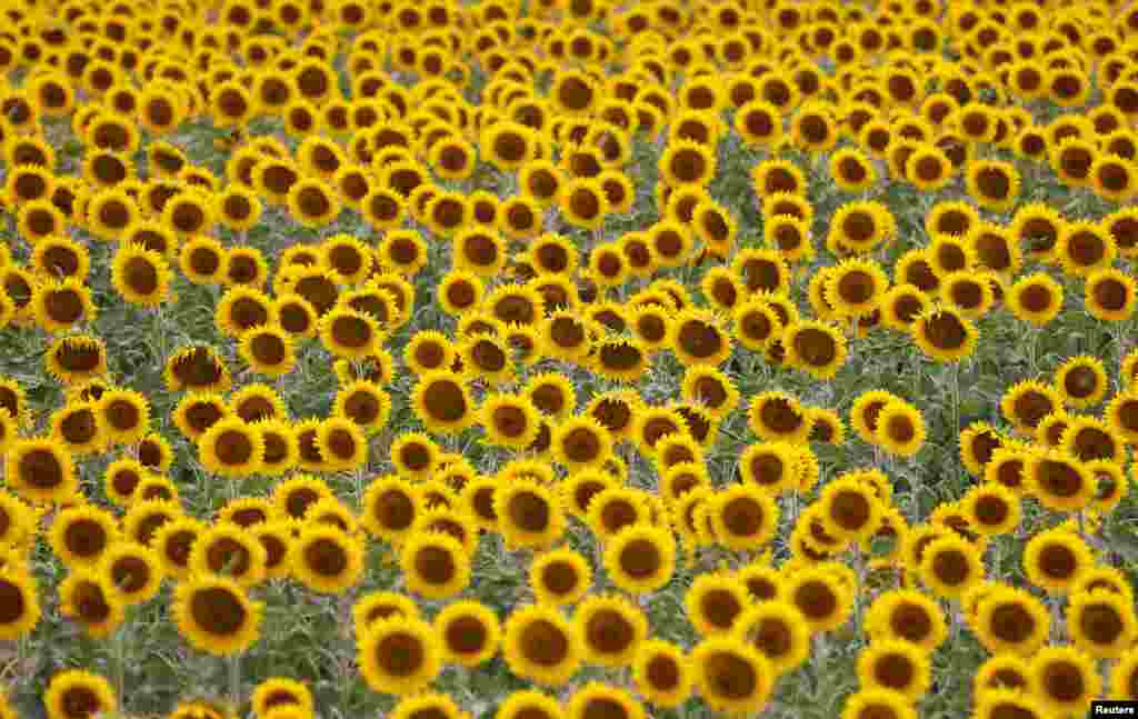 Sunflowers grow on a field near Frauenkirchen, Austria, July 12, 2023. 