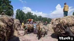 মাগুরায় পাটের ন্যায্যমূল্য না পাওয়ার অভিযোগ, চাষে আগ্রহ হারাচ্ছেন কৃষকেরা।