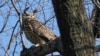 FILE - A Eurasian eagle-owl named Flaco sits in a tree in New York's Central Park, Feb. 6, 2023. 