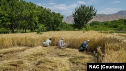 ادارۀ غذا و زراعت سازمان ملل متحد گفته است که۸۰ درصد خانواده‌ها برای تامین غذا و درآمد به زراعت وابسته استند و فراهم‌کردن حمایت‌های بشردوستانه برای امرار معاش برای آنان اهمیت فزاینده‌ای دارد.