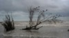 (FILE) Birds perch on the branches of a tree felled by flooding driven by a Gulf of Mexico sea-level rise, in El Bosque, in the state of Tabasco, Mexico, Wednesday, Nov. 29, 2023.