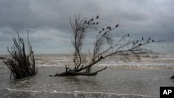 (FILE) Birds perch on the branches of a tree felled by flooding driven by a Gulf of Mexico sea-level rise, in El Bosque, in the state of Tabasco, Mexico, Wednesday, Nov. 29, 2023.