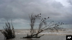 Los pájaros se posan en las ramas de un árbol talado por las inundaciones provocadas por el aumento del nivel del mar en el Golfo de México, en El Bosque, en el estado de Tabasco, México, el miércoles 29 de noviembre de 2023.