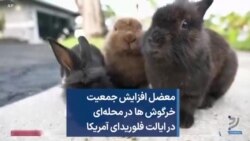معضل افزایش جمعیت خرگوش ها در محله‌ای در ایالت فلوریدای آمریکا
