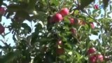Пласманот на македонски јаболка и цреши неизвесен 