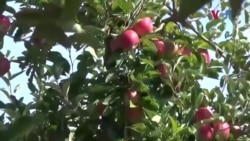 Пласманот на македонски јаболка и цреши неизвесен 