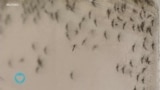Saúde em Foco: Brasil enfrenta aumento crítico de casos de dengue