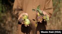 A farmer displays apples with scab disease in the Lolipora area of Budgam district in the Kashmir Valley.