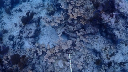 Hot Seawater Hurts Coral Restoration Effort in Florida Keys