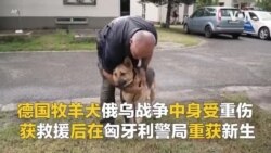 德过牧羊犬俄乌战争中身受重伤 获救援后在匈牙利警局重获新生