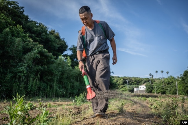 Nobuyoshi Fujiwara, sebarkan "shimogoe" di ladangnya di kota Yokosuka, Prefektur Kanagawa, 13 Juni 2023. (Yuichi YAMAZAKI/AFP)