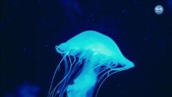 Okyanusları keşfetmek için denizanasından ilham alıyorlar 