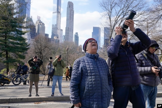 FILE — A crowd gathers in New York's Central Park to look at Flaco, a Eurasian eagle-owl, Feb. 6, 2023. In the year since his dramatic escape, Flaco has become one of the city's most beloved characters.