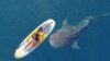 Ekowisata Hiu Paus – Wisatawan bisa berada dalam jarak sangat dekat dengan hiu paus (Dokumentasi Hiu Paus Gorontalo-Fahry Amar)
